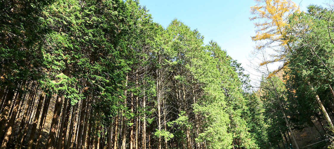 임실 성수산 왕의 숲 생태관광지